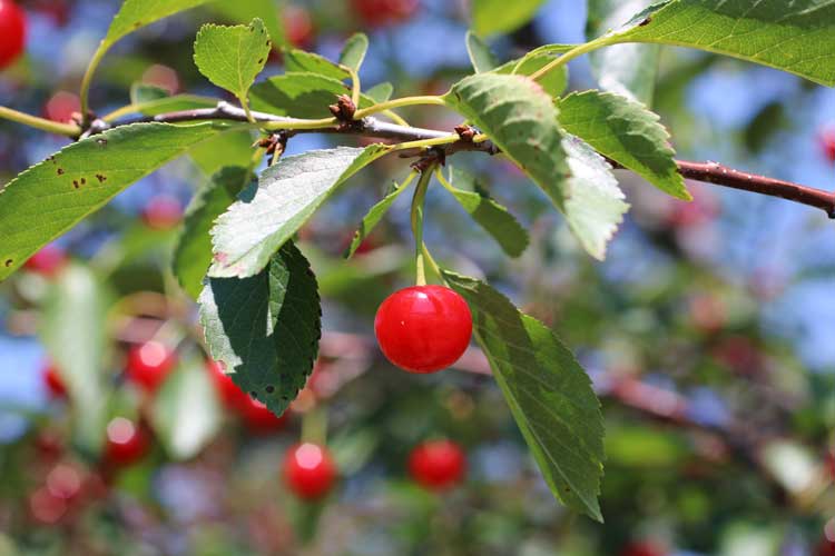 Cherry Orchards in Traverse City, Michigan. Photo by Traverse City Tourism