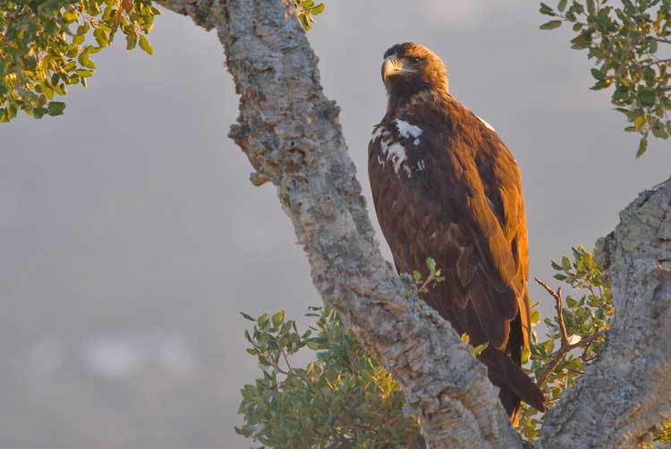 A Spanish Imperial Eagle. Photo by Extremadura Tourist Board