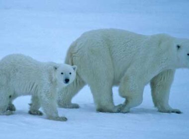 Polar Bear Viewing in Manitoba by Sharon Spence Lieb. Photo by Travel Manitoba
