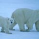 Polar Bear Viewing in Manitoba by Sharon Spence Lieb. Photo by Travel Manitoba