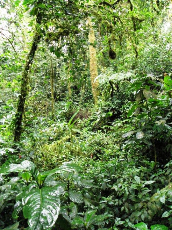 Monteverde Cloud Forest in Costa Rica. Photo by Fyllis Hockman