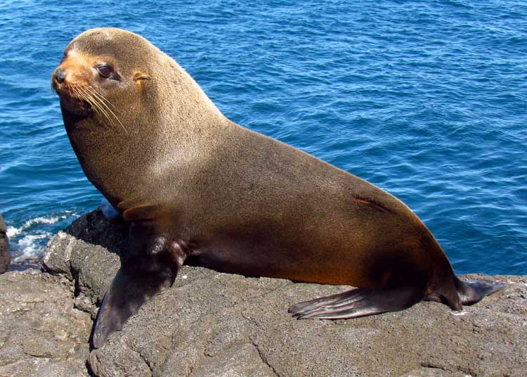Galapagos fur seals on Santiago Island in the Galapagos