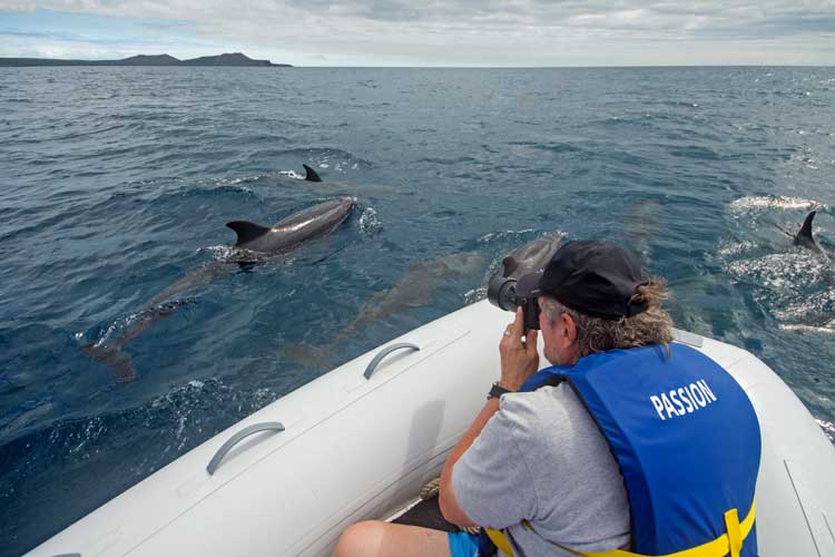 Dolphins in Galapagos islands