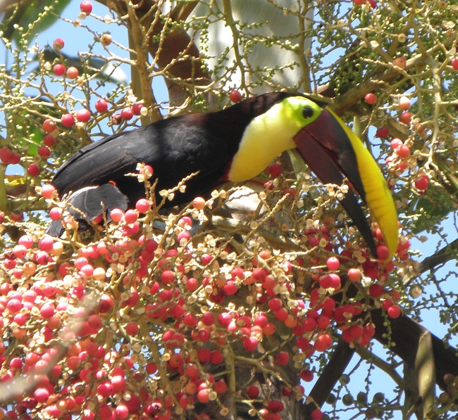 Toucans are among hundreds of birds that add color to Costa Rica. Photo by Victor Block