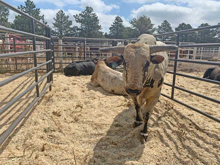 The Behind the Chutes tour takes you back by the stock pens. 