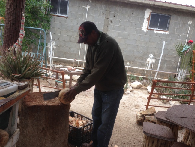 canada to mexico- coconut man- catavina- baja california- machete- fresh coconut juice- road trip