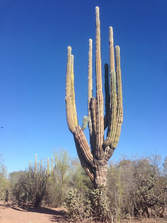 cactus tree- mulege- baja california sur- cave painting tour-road trip- canada to mexico