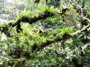 Monteverde Cloud Forest: A Costa Rican Tourist Attraction that Discourages Tourists