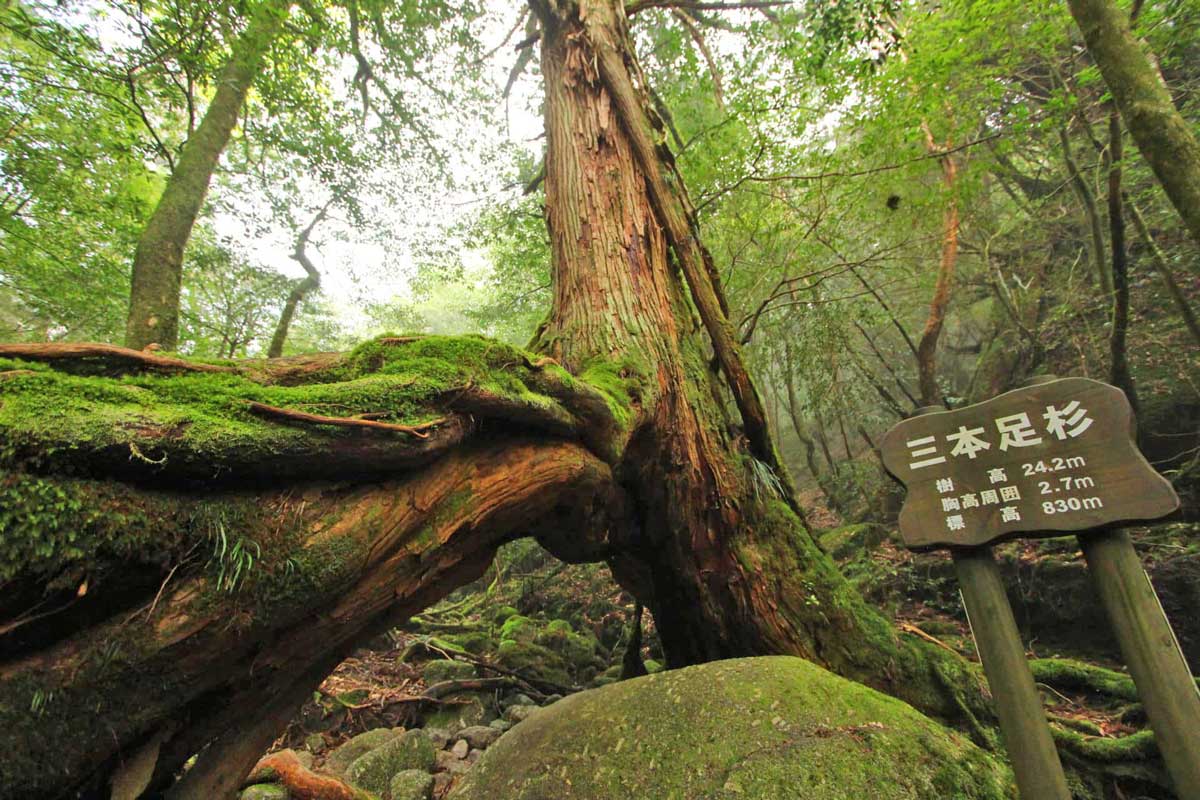 Hiking on Yakushima Island. Photo by Taro Watanabe