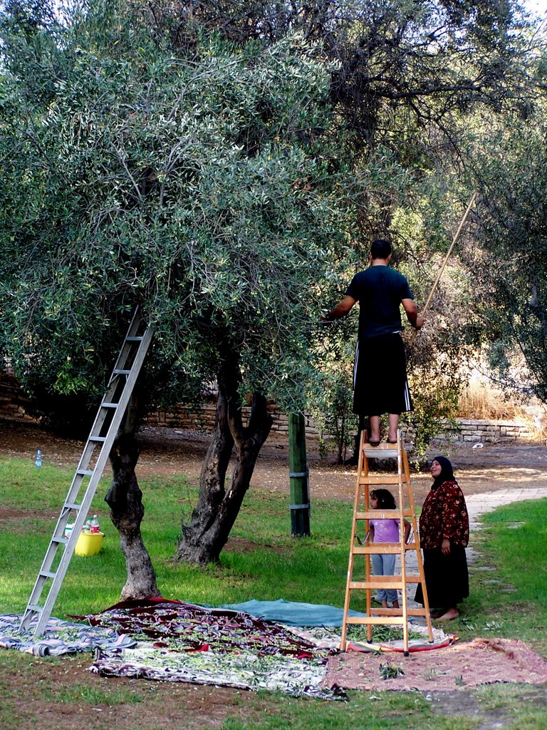 What do non-Jewish people do on Yom Kippur? A Muslim family took the opportunity to harvest some olives in a local park. Photo by Carol L. Bowman.