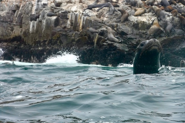 Sea Lions at Palomino Islands, Peru. Photo by Kerrie-Anne Riles