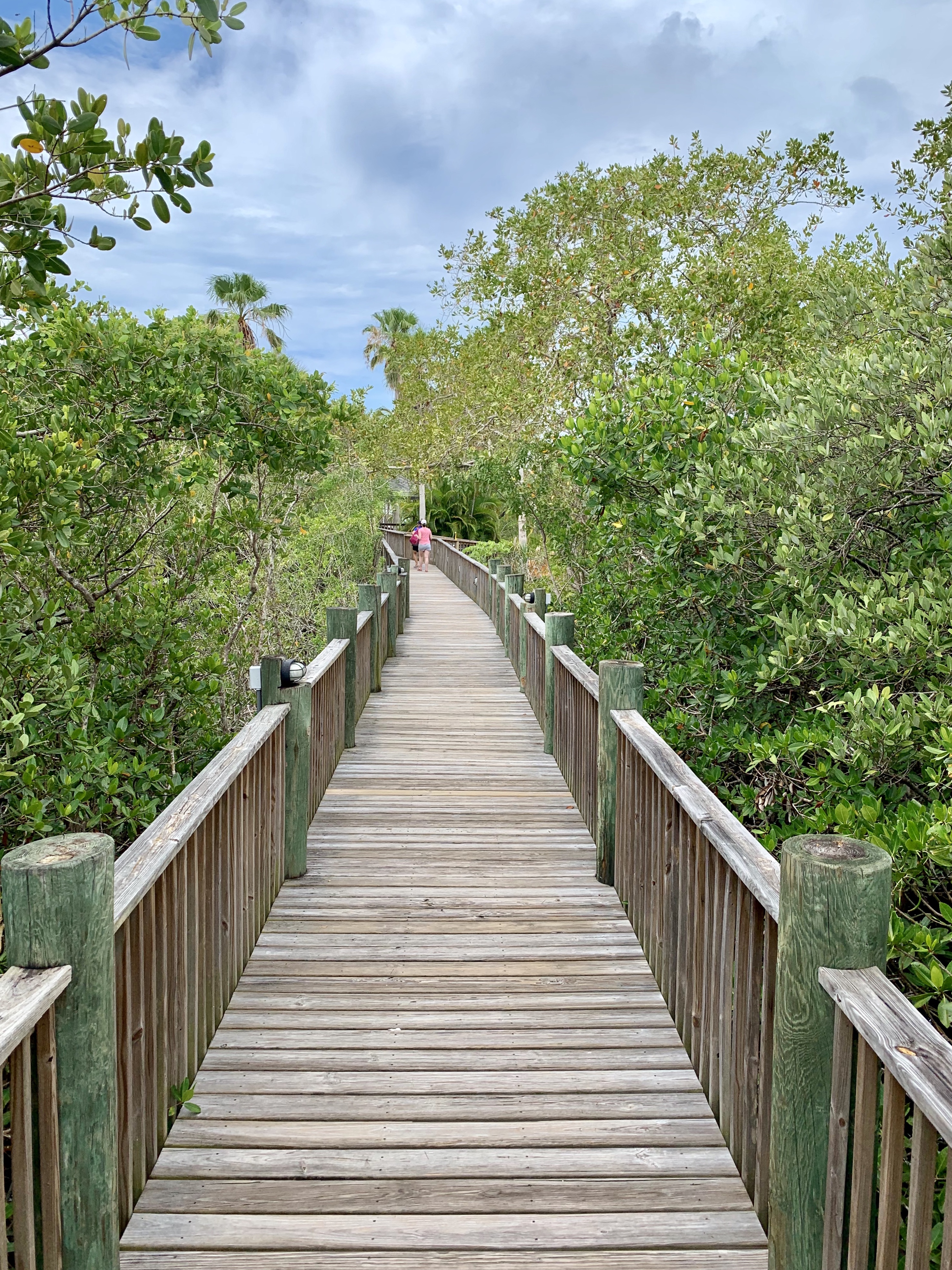 Scenic boardwalk through the mangroves at Palm Island. Photo by AY