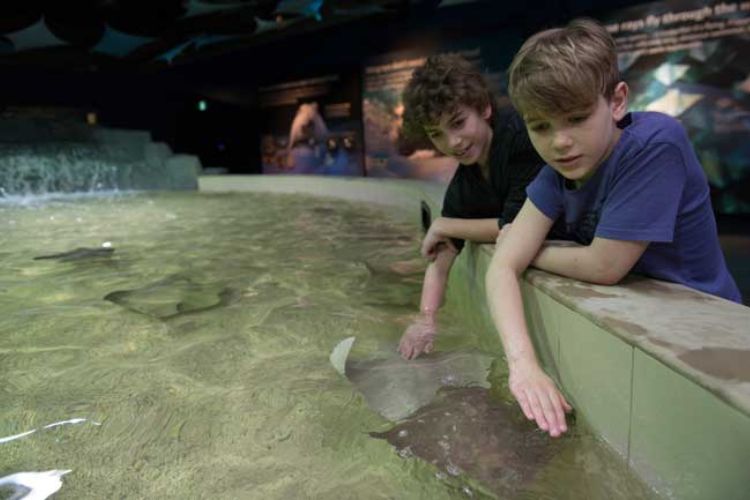 Discovering rays at the Vancouver Aquarium in Vancouver, British Columbia