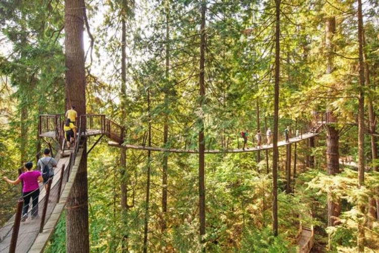 The Treetop Adventure takes visitors along the treetops in a West Coast rain forest at Capilano Suspension Bridge Park. Image Credit Tourism Vancouver Capilano Suspension Bridge Park