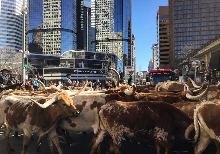 Denver celebrates the beginning of the stock show with a cattle drive through town