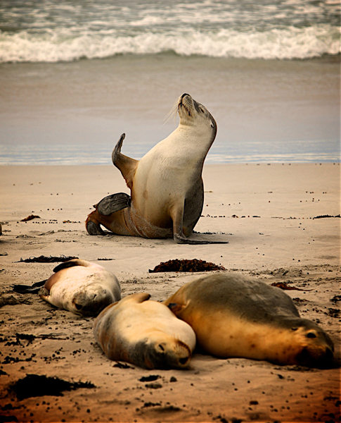 Sea lion on shore