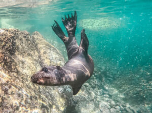 Swimming with Sea Lions in Peru