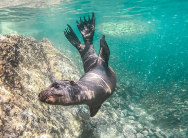 Playful sea lion in Peru