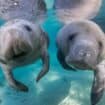 Visitors can swim with manatees only in Citrus County Florida