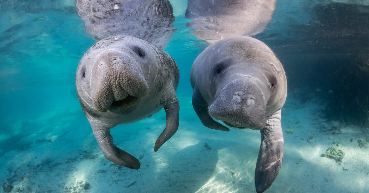 Visitors can swim with manatees only in Citrus County Florida