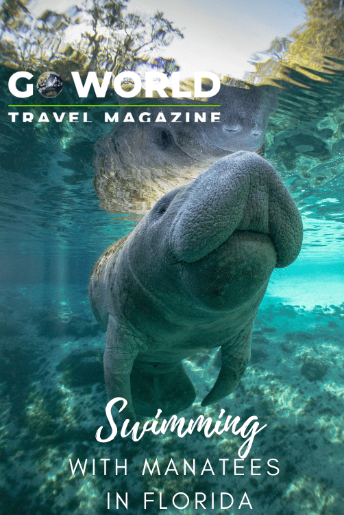 Visit Citrus County to experience the best swimming with manatees in Florida #citruscountyflorida #swimmingwithmanateesinflorida #swimmingmanatees #floridatravel