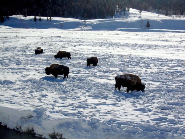 Bison foraging for grass in the deep snow. Photo by Claudia Carbone