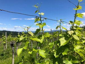 Collio Vineyards