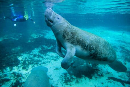 Add this to your bucket list: swimming with manatees in Florida!