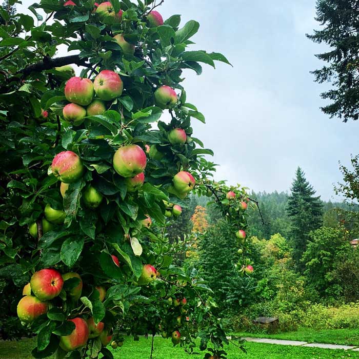 Ashram apple orchard at Yasodhara Ashram