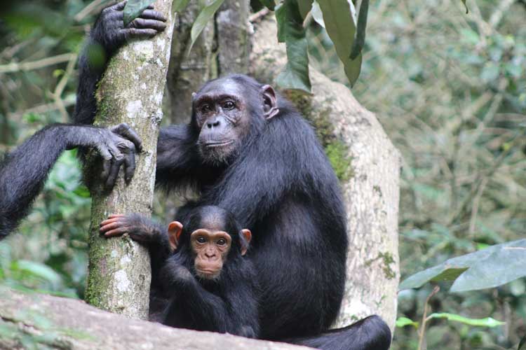 Chimpanzee trek with Kagera Safaris