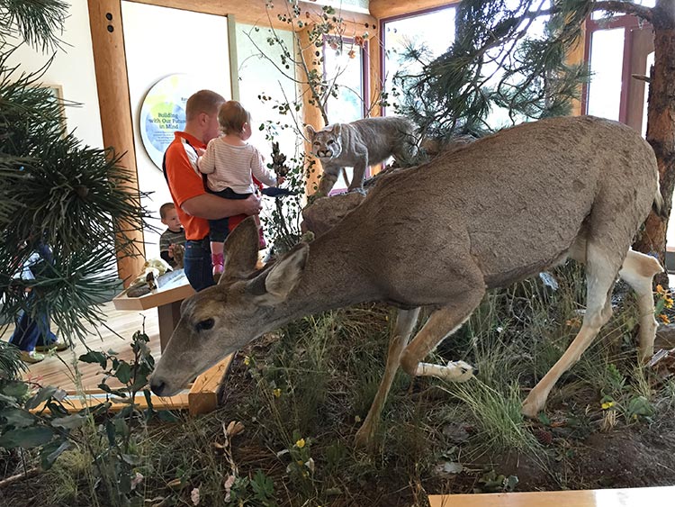 Lookout-Mountain-Nature-Center-Exhibit