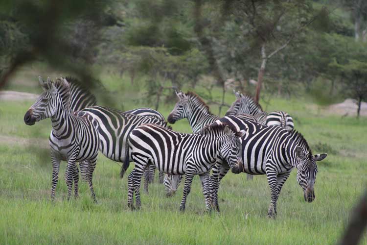 Zebras on safari