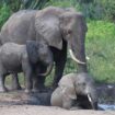 Kagera Safaris offers safaris in Kenya, Uganda, Rwanda, Congo and more.