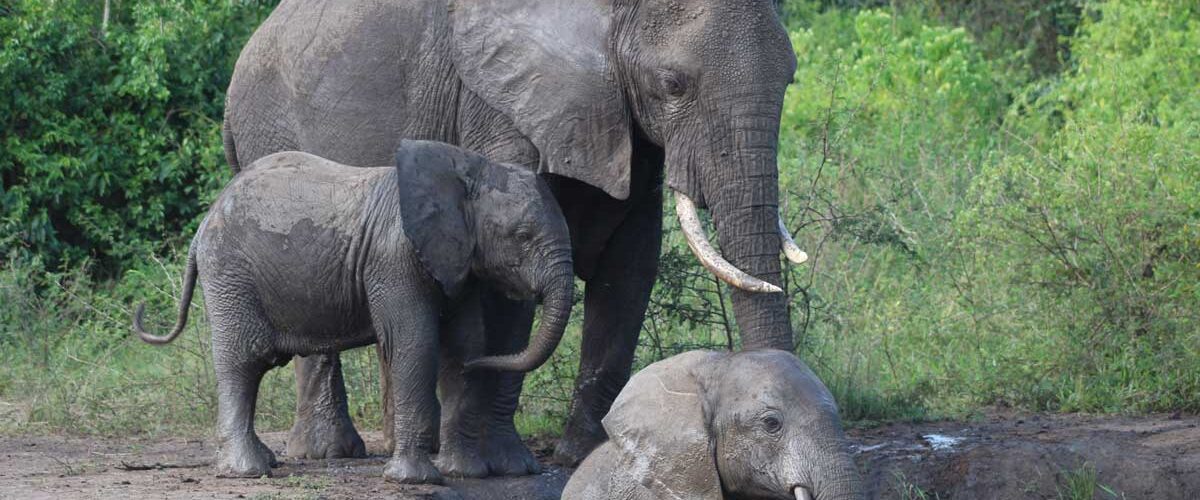 Kagera Safaris offers safaris in Kenya, Uganda, Rwanda, Congo and more.