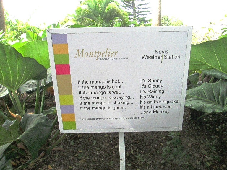 Montpelier Plantation has its own Unique Way of Forecasting Nevis Weather. Photo by Fyllis Hockman