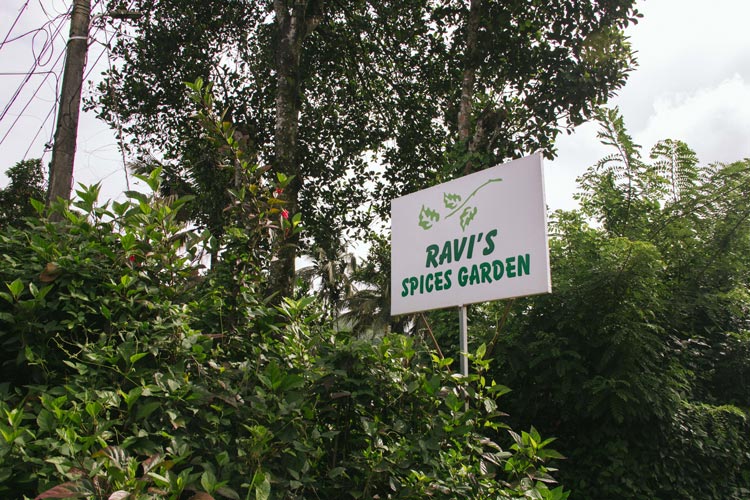 Ravi's Spices Garden in Kerala, India. Photo by Iona Brannon.