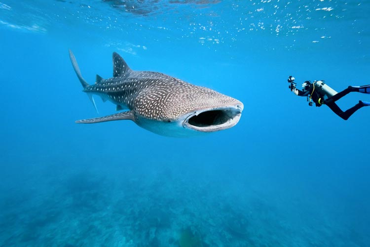 When is the best time to see whale sharks in the Maldives? Whale sharks frequent Hanifaru Bay from May to November