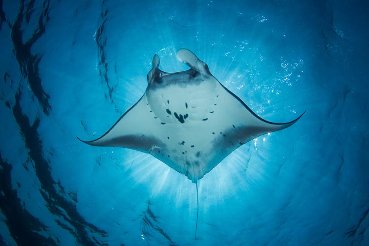 Manta