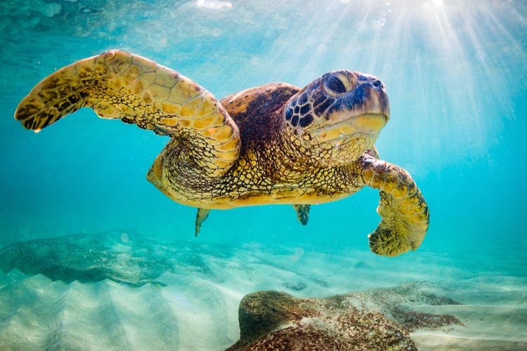 Sea turtles in the Maldives