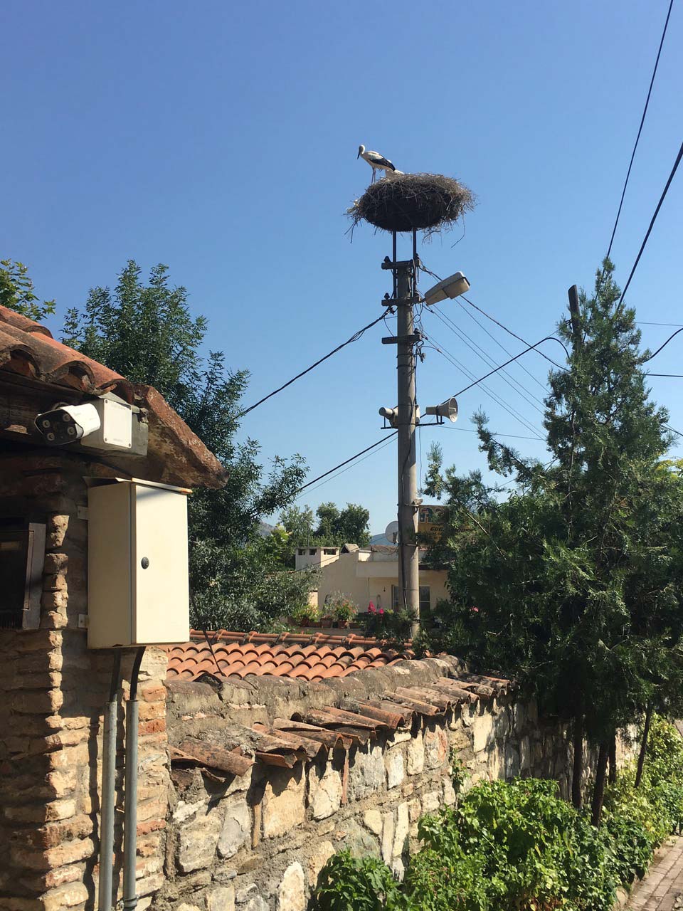 stork-nest