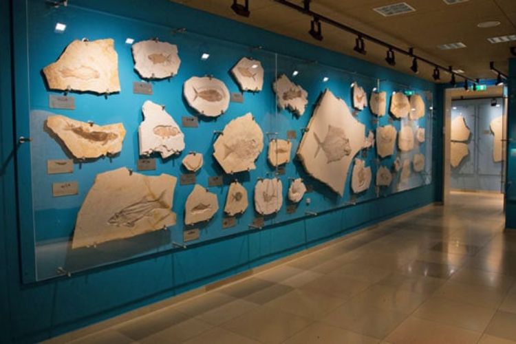 fossils at Museum Solnhofen