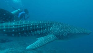 Diving with whale sharks in Maldives
