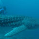 Diving with whale sharks in Maldives