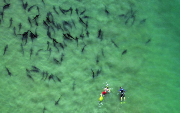 Leopard sharks gather along the La Jolla Shores in California. Photo by San Diego Tourism