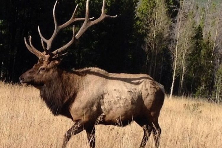 elk