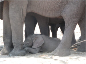 Elephant Relocation Safari in Zimbabwe