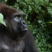 gorilla trekking impenetrable forest bwindi uganda