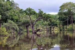 Cruising the Amazon: Brazil’s Wild Rio Negro