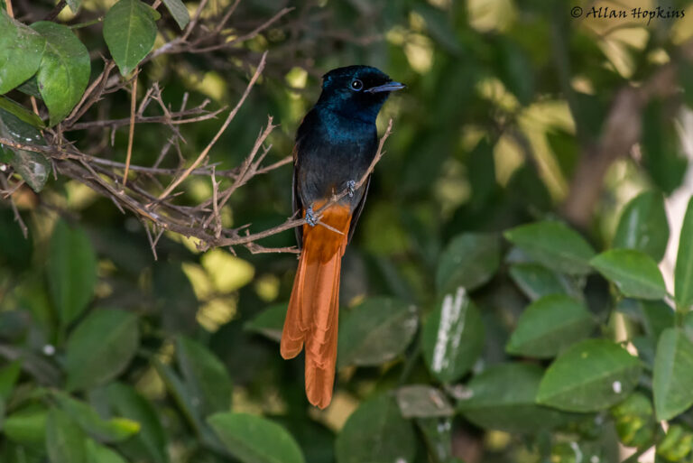 Bird watching in the Gambia. Photo by Allan Hopkins on https://www.flickr.com/photos/hoppy1951/