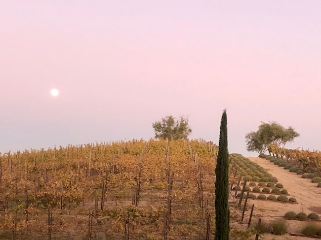 Allegretto vineyard at dusk. Photo by Claudia Carbone